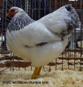 001-wit-blauwcolumbia-2