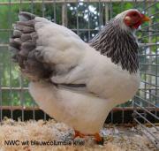 002-wit-blauwcolumbia-3