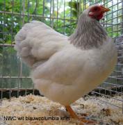 003-wit-blauwcolumbia-4