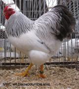 004-wit-blauwcolumbia-5