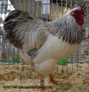 005-wit-blauwcolumbia-6