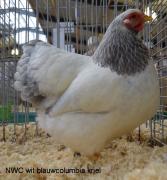 006-wit-blauwcolumbia-7