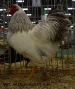 007-wit-blauwcolumbia-8