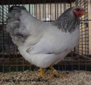 008-wit-blauwcolumbia