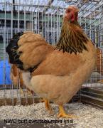 001-buff-zwartcolumbia-2