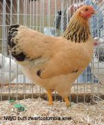 002-buff-zwartcolumbia-3