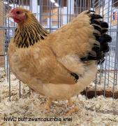 004-buff-zwartcolumbia-5