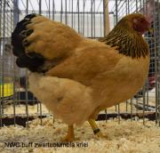 006-buff-zwartcolumbia-7