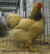 002-buff-blauwcolumbia-3