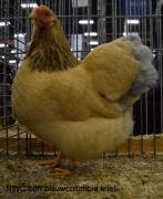 004-buff-blauwcolumbia-5